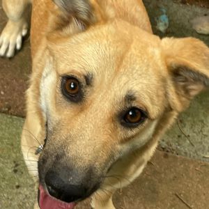 Bunny 7 3x3 Bunny 7 3x3